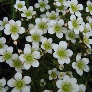 Saxifraga 'Alba White' Alpine Rockery Perennial Plug Plants Pack x6