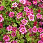 Saxifraga Arendsii 'Rose Pink' Alpine Rockery Perennial Plug Plants Pack x6
