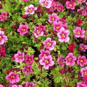 Saxifraga Arendsii 'Rose Pink' Alpine Rockery Perennial Plug Plants Pack x6