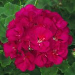 Zonal Geranium Classic 'Red' 7cm Pot Plants Pack x3