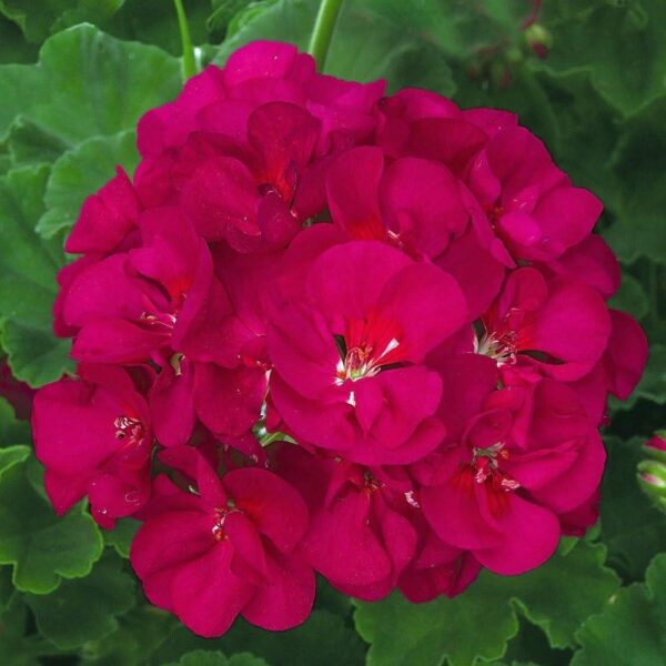 Zonal Geranium Classic 'Violet' 9cm Pot Plants Pack x3