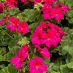 Zonal Geranium Classic 'Red' 7cm Pot Plants Pack x3