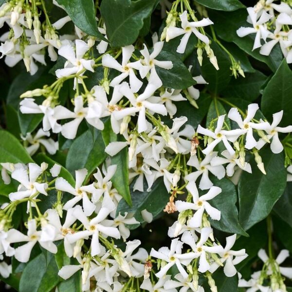 Trachelospermum Jasminoides Perennial Climber 9cm Pot Plants Pack x3