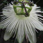 Passionflower Passiflora Snow Queen 9cm Pot Perennial/Climber Plant x1