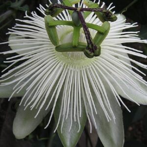 Passionflower Passiflora Snow Queen 9cm Pot Perennial/Climber Plant x1
