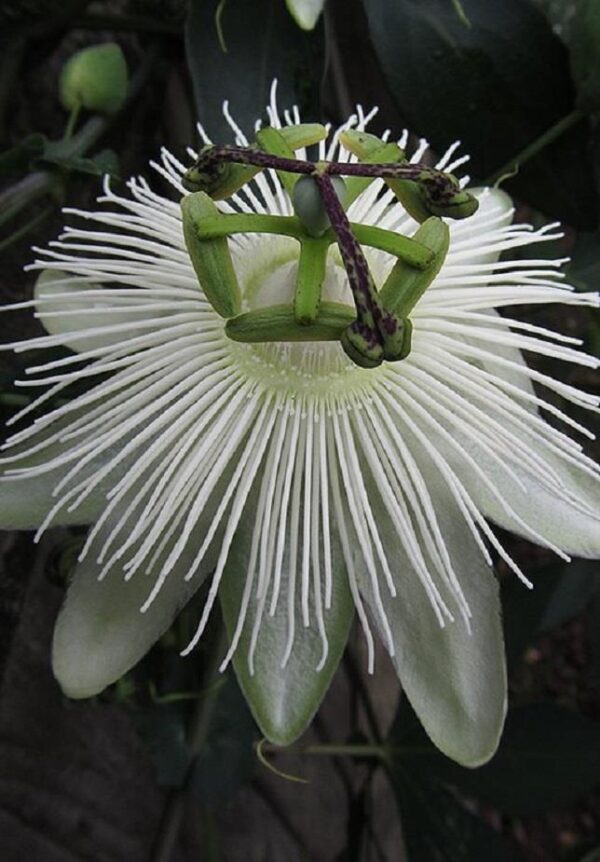 Passionflower Passiflora Snow Queen 9cm Pot Perennial/Climber Plant x1