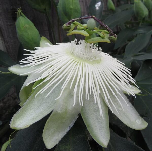 Passionflower Passiflora Snow Queen 9cm Pot Perennial/Climber Plant x1