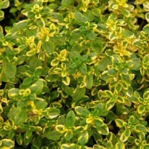 Thyme x Citriodorus 'Golden Queen' Perennial Garden Herb Plug Plants Pack x6