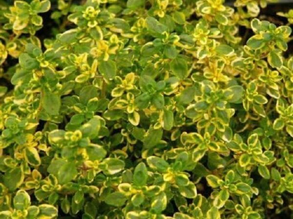 Thyme x Citriodorus 'Golden Queen' Perennial Garden Herb Plug Plants Pack x6