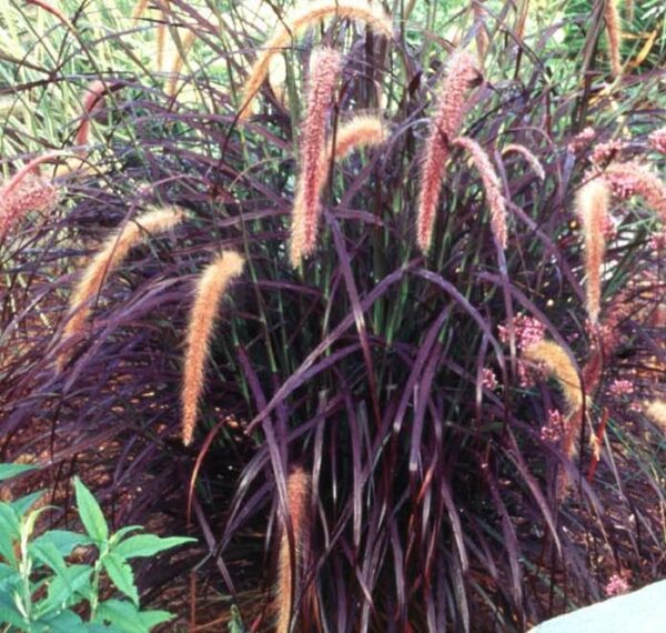 Grass Perennial Setaceum Rubrum™ Large Plug Plants Pack x6