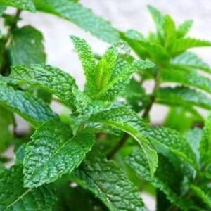 Pack x3 Green Mint 'Moroccan Mint' Perennial Herb XXL Supersize Plug Plants