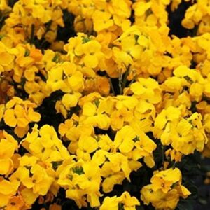 Wallflower F1 'Sugar Rush' Yellow Plug Plants Pack x12 Blooms Twice!