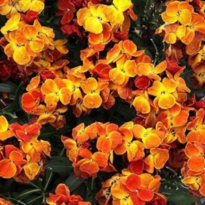 Wallflower F1 'Sugar Rush' Orange Plug Plants Pack x12 Blooms Twice!