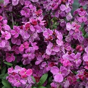Wallflower F1 'Sugar Rush' Purple Bi-Colour Plug Plants Pack x12 Blooms Twice!