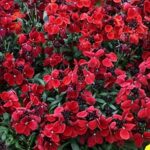 Wallflower F1 'Sugar Rush' Red Plug Plants Pack x12 Blooms Twice!