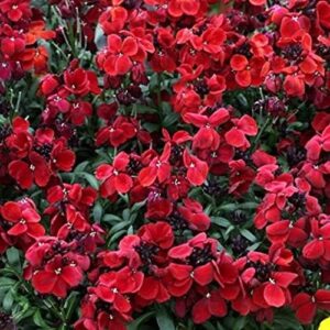 Wallflower F1 'Sugar Rush' Red Plug Plants Pack x12 Blooms Twice!