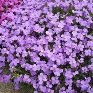 Aubretia 'Royal Blue Cascade' Perennial Plug Plants Pack x6