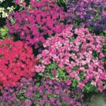 Aubretia 'Royal Mixed' Perennial Plug Plants Groundcover Pack x6