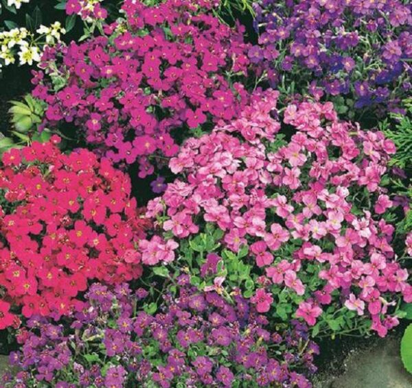 Aubretia 'Royal Mixed' Perennial Plug Plants Groundcover Pack x6