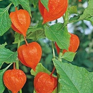 Physalis Franchetti 'Chinese Lanterns' Perennial Plug Plants Pack x6