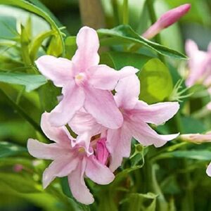 Hardy Pink Jasmine Jasminum x 'Stephanense' Perennial Climbing Shrub XXL Plug Plants Pack x3