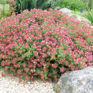 Crassula Sarcocaulis Alpine Perennial Plug Plants Pack x6