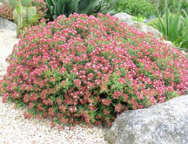 Crassula Sarcocaulis Alpine Perennial Plug Plants Pack x6