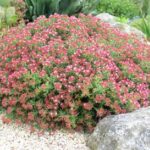 Crassula Sarcocaulis Perennial XXL Plug Plants Pack x3