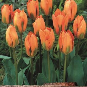 Pack 10 Tulip Bulbs Fosteriana 'Orange Emperor' Spring Bulbs