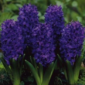 Pack 5 'Peter Stuyvesant' Bedding Hyacinth Bulbs WPC Prins Quality Spring Bulbs