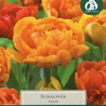 Tulip Double Darwin Hybrid 'Sunlover' Pack x9 Bulbs
