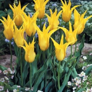 Tulip Bulbs Lily 'West Point' Quality Spring Bulbs Pack 10