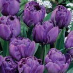 Pack 10 Double Peony Tulip Bulbs 'Blue Spectacle' WPC Prins Quality Spring Bulbs