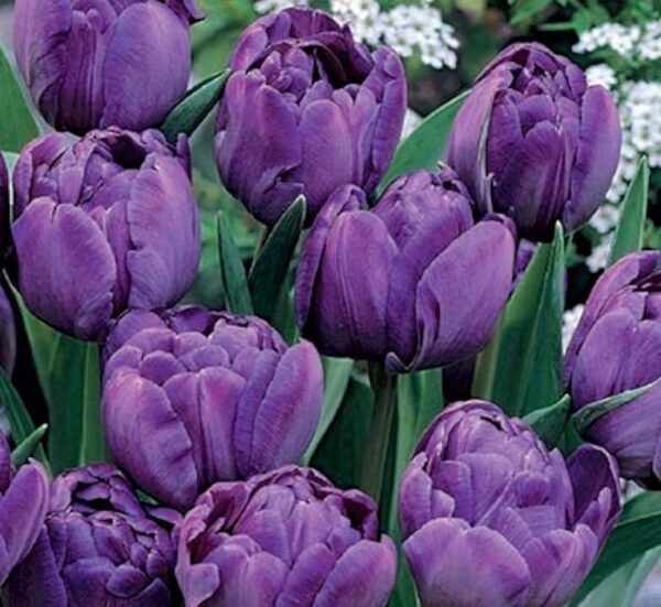 Pack 10 Double Peony Tulip Bulbs 'Blue Spectacle' WPC Prins Quality Spring Bulbs