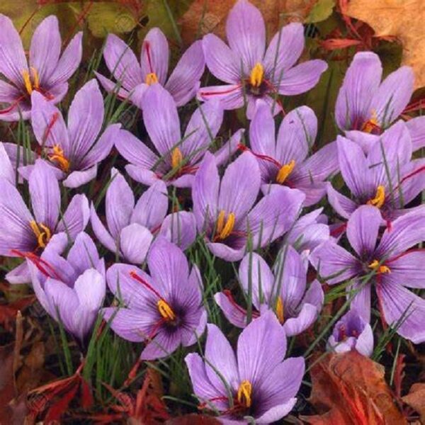 Crocus Sativus (Saffron) Autumn Flowering Bulbs Pack x10