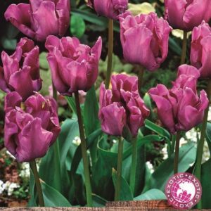 Tulip Bulbs Parrot 'Prince' WPC Prins Quality Bulbs Pack 10