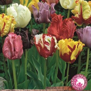 Parrot Tulip Bulbs 'Mixed' WPC Prins Quality Spring Bulbs Pack 10