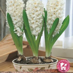 Pack 3 Prepared Hyacinth Bulbs 'White Pearl' WPC Prins Quality Spring Bulbs