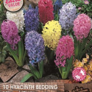 Value Pack 10 Bedding Hyacinth Bulb Mixed Colours WPC Prins Quality Spring Bulbs