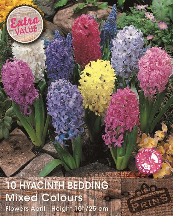 Value Pack 10 Bedding Hyacinth Bulb Mixed Colours WPC Prins Quality Spring Bulbs