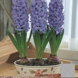 Pack 3 Prepared Hyacinth Bulbs 'Delfts Blue' WPC Prins Quality Spring Bulbs