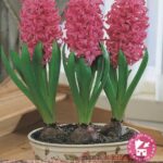 Pack 3 Prepared Hyacinth Bulbs 'Pink Pearl' WPC Prins Quality Spring Bulbs