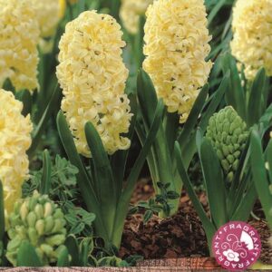 Pack x5 Bedding / Outdoor Hyacinth 'City of Haarlem' Spring Bulbs