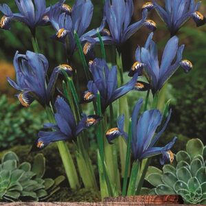 Pack 15 Dwarf Iris Reticulata 'Gordon' Spring Bulbs Value Pack
