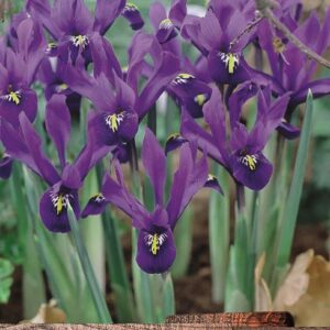 Dutch Iris Bulbs 'Purple Sensation' Spring Garden Bulbs Pack 20