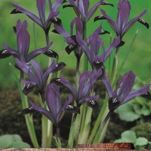 Pack 15 Dwarf Iris Reticulata 'Pauline' Purple Spring Flowering Bulbs