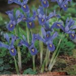Dwarf Iris Reticulata 'Joyce' Blue Spring Flowering Pack 15 Bulbs