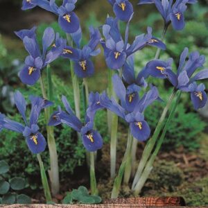 Dwarf Iris Reticulata 'Joyce' Blue Spring Flowering Pack 15 Bulbs