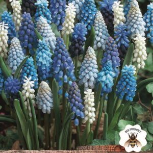 Muscari Grape Hyacinth 'Mixed' WPC Prins Quality Spring Bulbs Pack 20