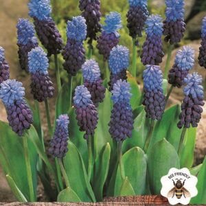 Muscari 'Latifolium' Grape Hyacinth Spring Bulbs WPC Prins Pack 10
